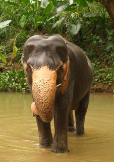 Elephant, Sri Lanka Stock Images