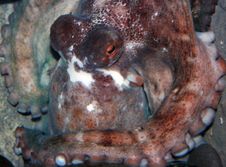 Octopus Royalty Free Stock Photo Octopus Royalty Free Stock Photo