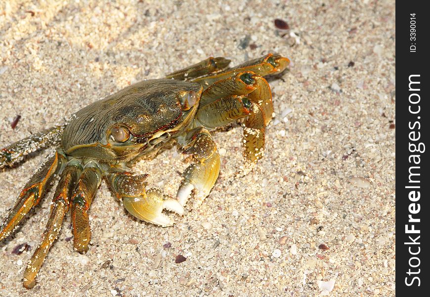 Land crab on a sand of Red sea. Land crab on a sand of Red sea