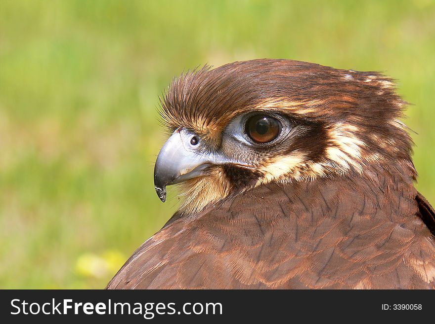 Brown Falcon