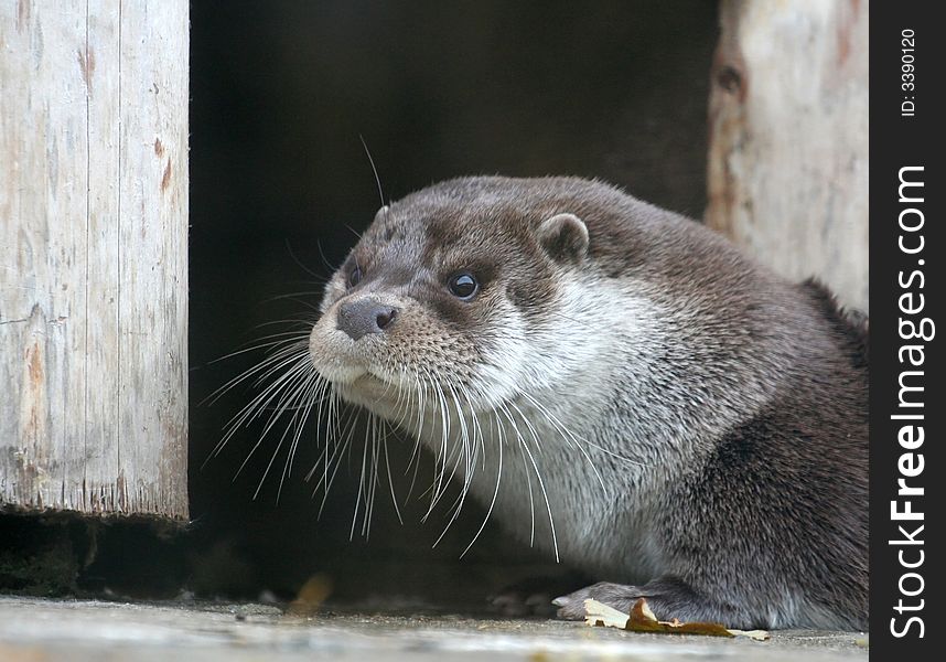 The otter from Moscow zoo