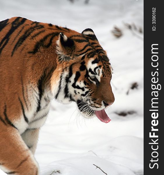 The tiger from Moscow zoo