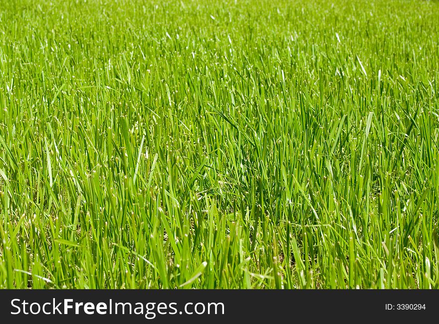 Close-up texture of well-groomed lawn