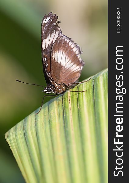 Sailor butterfly on a leave (Neptis hylas). Sailor butterfly on a leave (Neptis hylas)