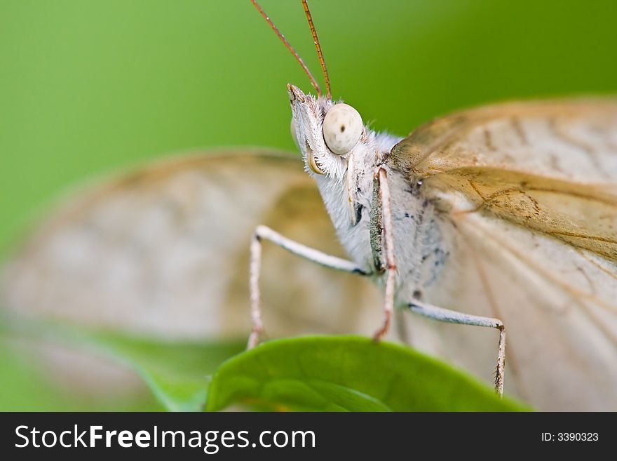 Funny portrait of a white butterfly