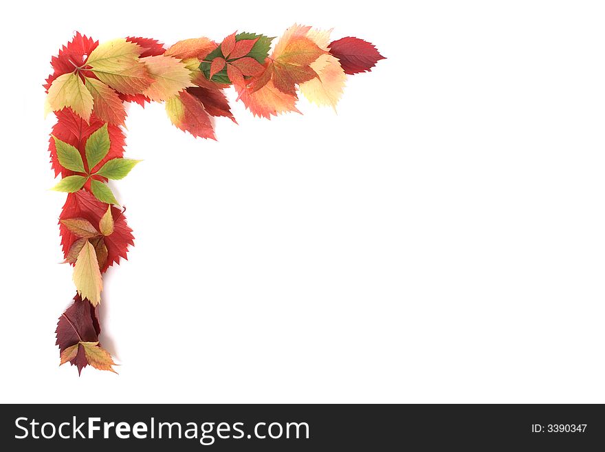 Autumn background ( color leaves on the white background). Autumn background ( color leaves on the white background)