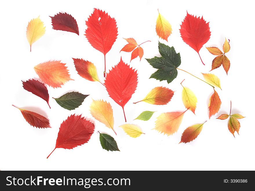 Autumn background - color leaves with red yellow brown and green color. Autumn background - color leaves with red yellow brown and green color