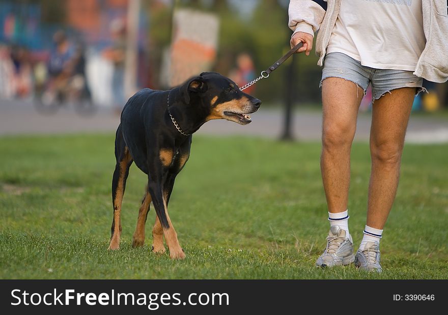 Dobermann and master walking in a park-detail.
Shot with Canon 70-200mm f/2.8L IS USM. Dobermann and master walking in a park-detail.
Shot with Canon 70-200mm f/2.8L IS USM