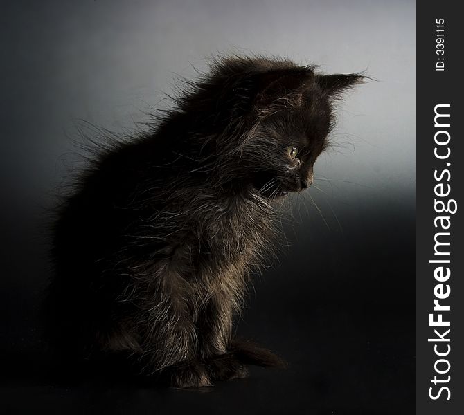 Black kitten photographed on black background