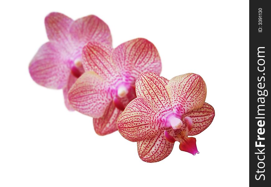 Phalaenopsis