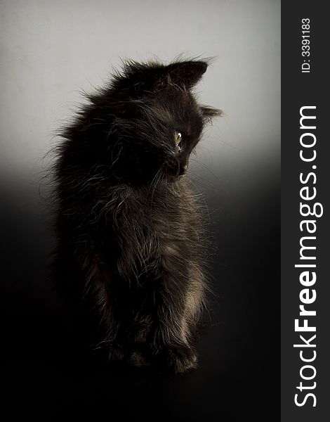 Black kitten photographed on black background