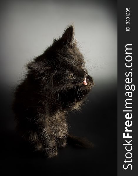 Black kitten photographed on black background