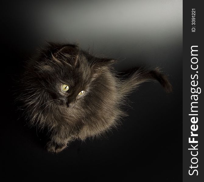 Black kitten photographed on black background