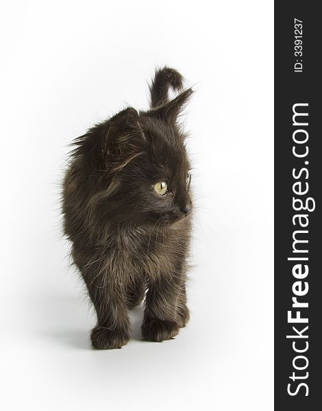 Black kitten isolated on white background