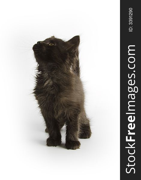 Black kitten isolated on white background