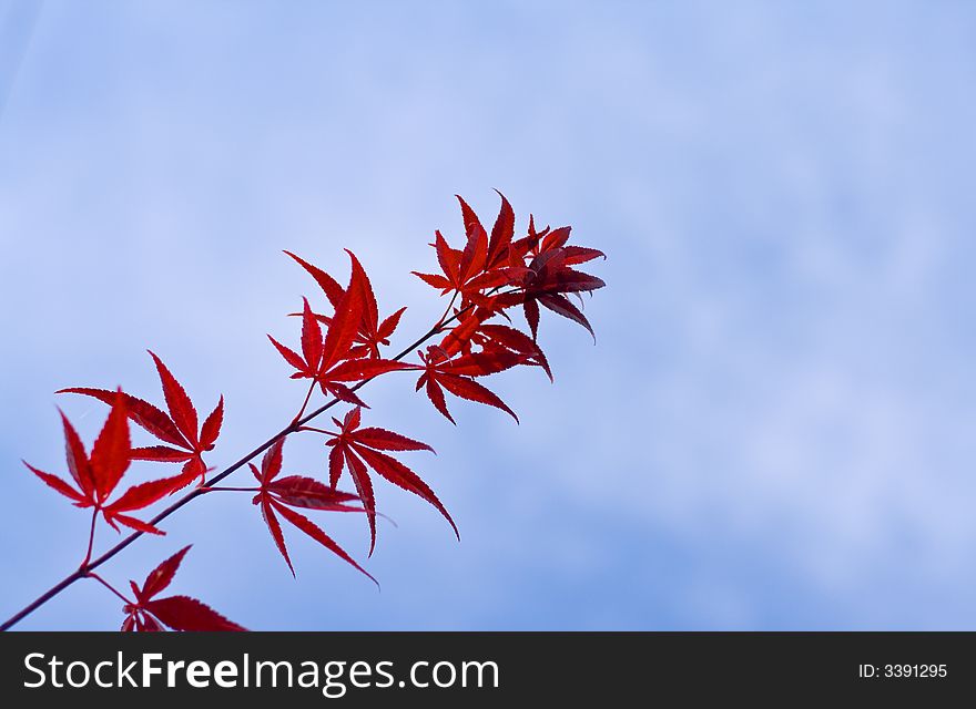 Maple leaves twig