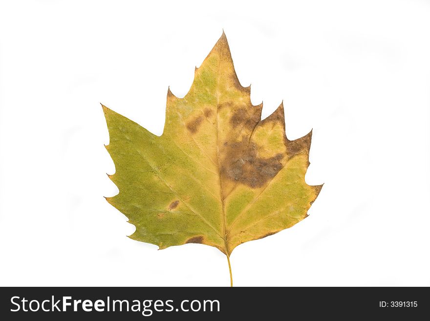 Gold and green autumn leaf on white background