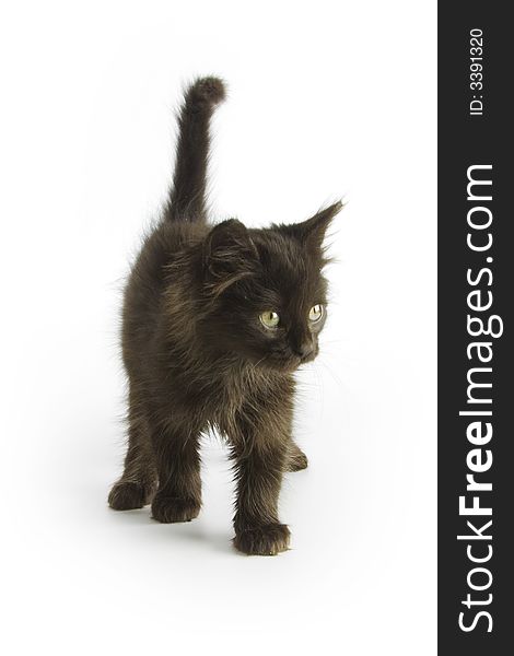 Black kitten isolated on white background