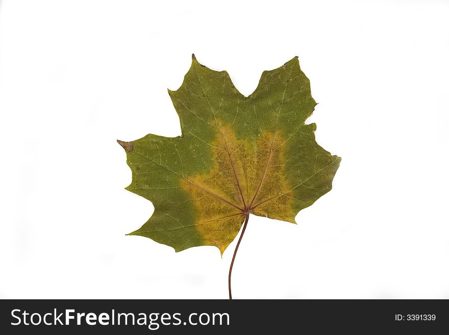 Gold and green autumn leaf on white background