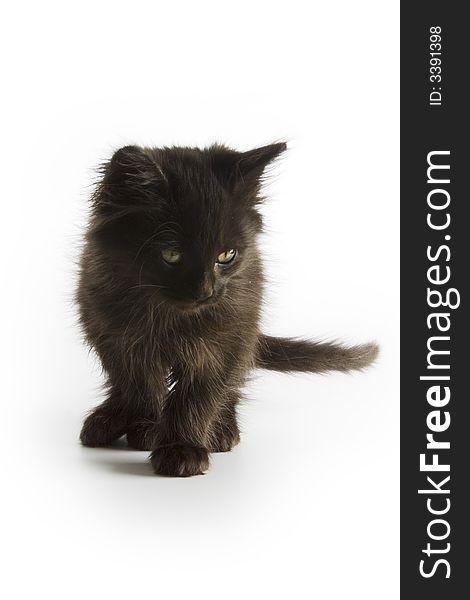 Black kitten isolated on white background