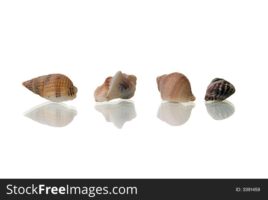 Little seashells isolated over white background
