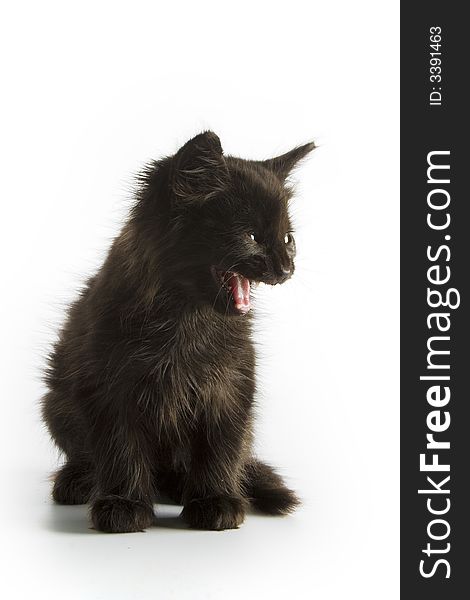 Black kitten isolated on white background