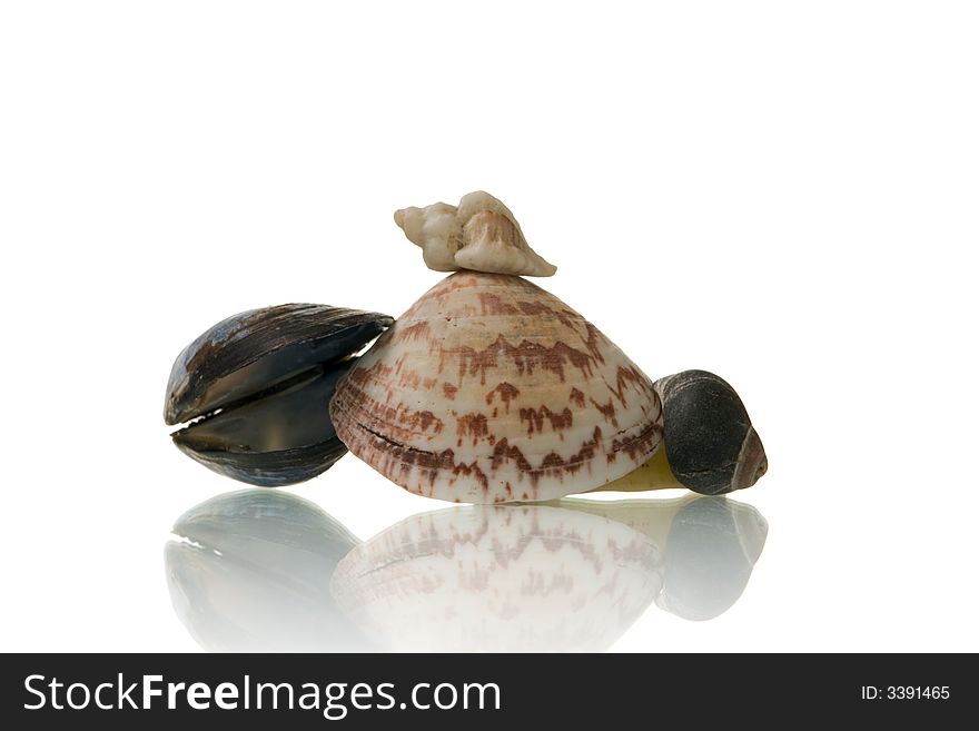 Isolated seashells over white background