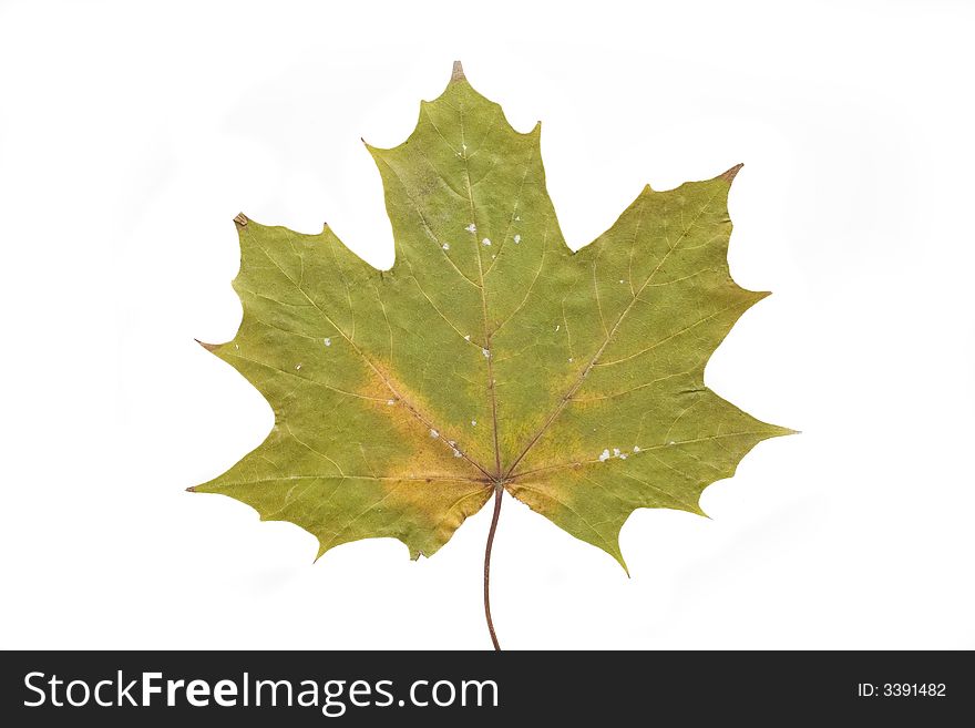 Gold and green autumn leaf on white background