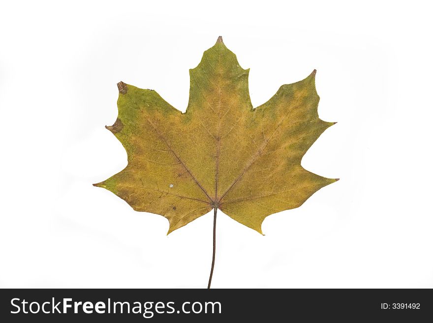 Gold and green autumn leaf on white background