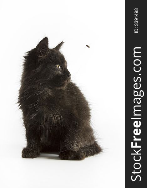 Black kitten isolated on white background