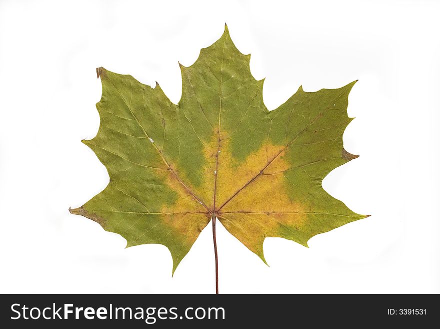 Gold and green autumn leaf on white background