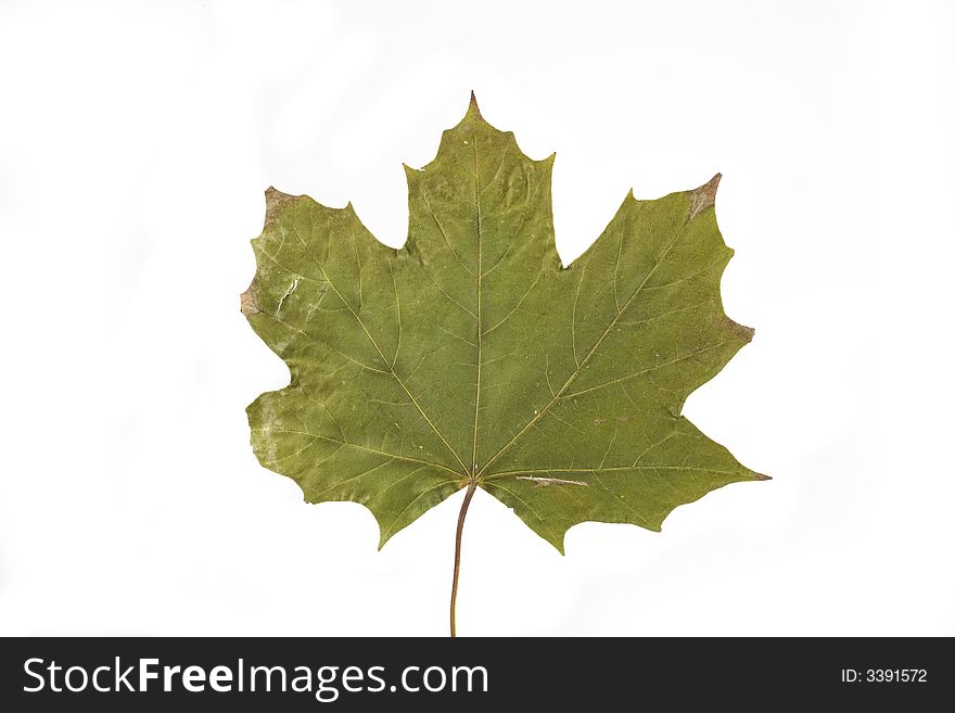 Gold and green autumn leaf on white background