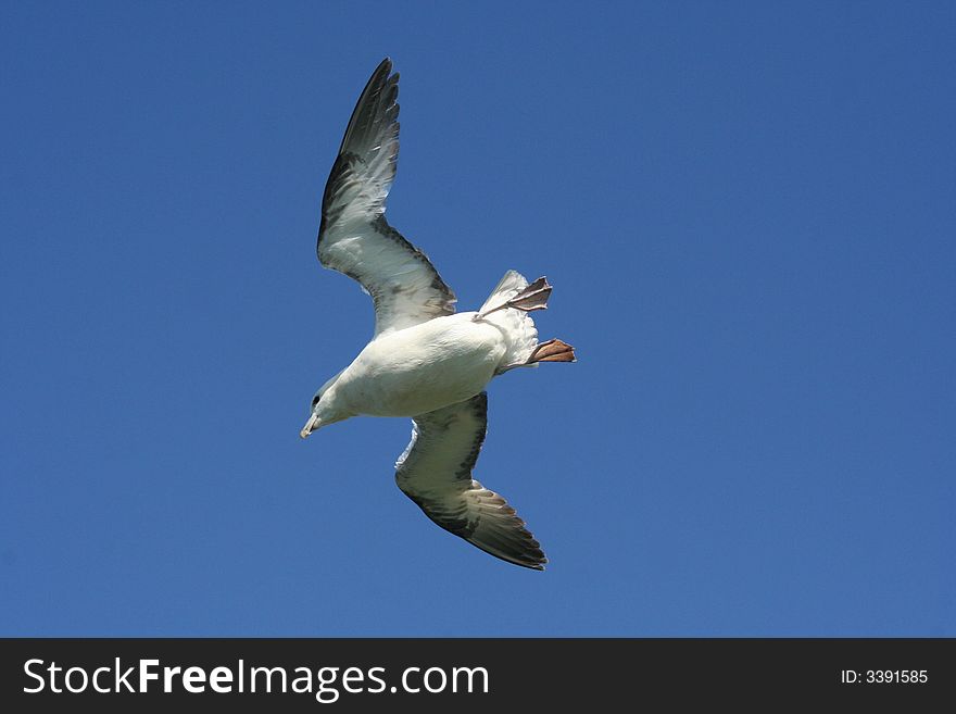 A soaring seagull captured in flight. A soaring seagull captured in flight