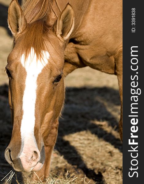 A horse looking forward while eating. A horse looking forward while eating