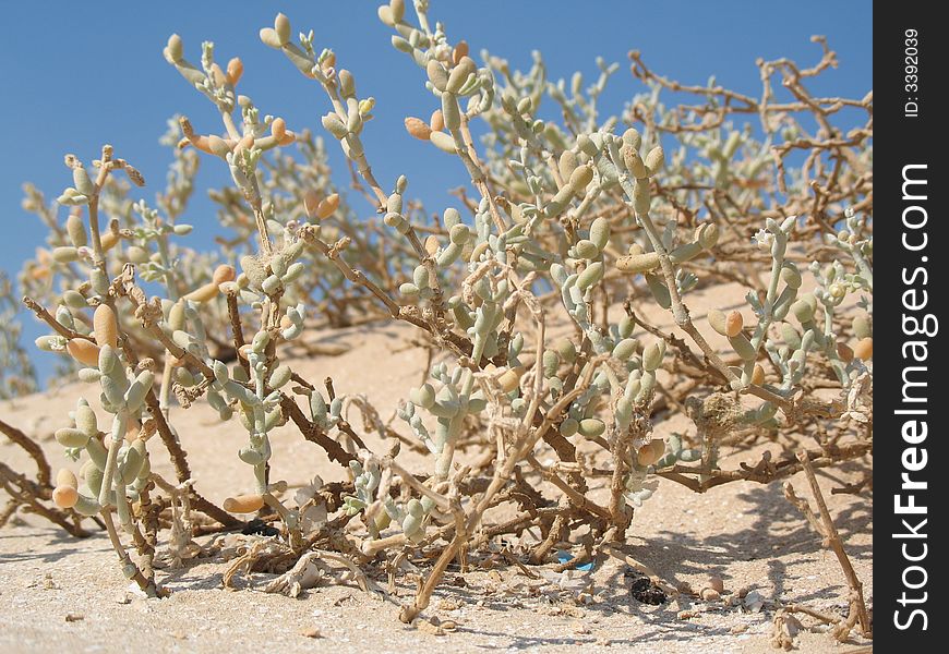 Desert, Africa, Egypt, plants, greens, sand, sun, shadow, prickle, blue, barchan