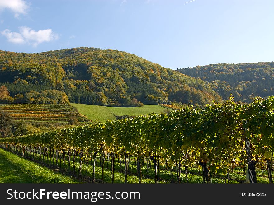 Colorful vineyard in Austria