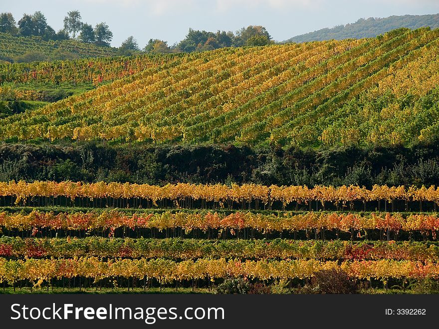 Colorful vineyard in the mountains of Austria. Colorful vineyard in the mountains of Austria