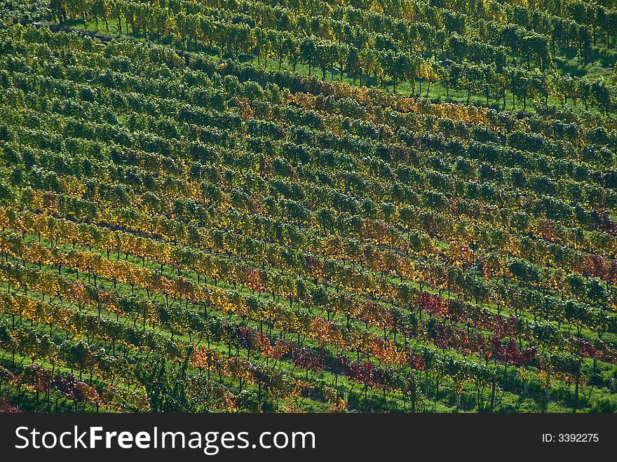 Colorful vineyard in Austria