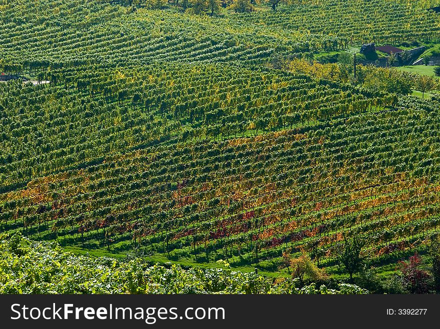 Colorful vineyard in the mountains of Austria. Colorful vineyard in the mountains of Austria