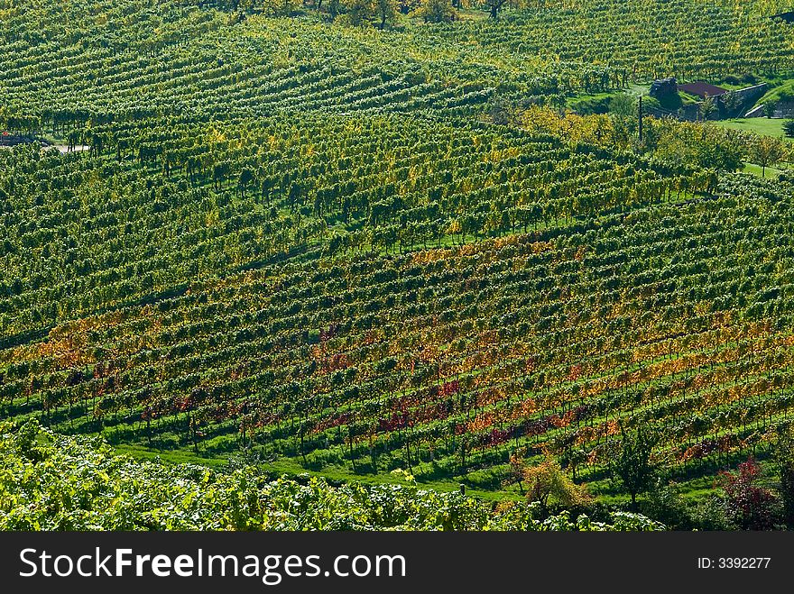 Colorful vineyard in Austria