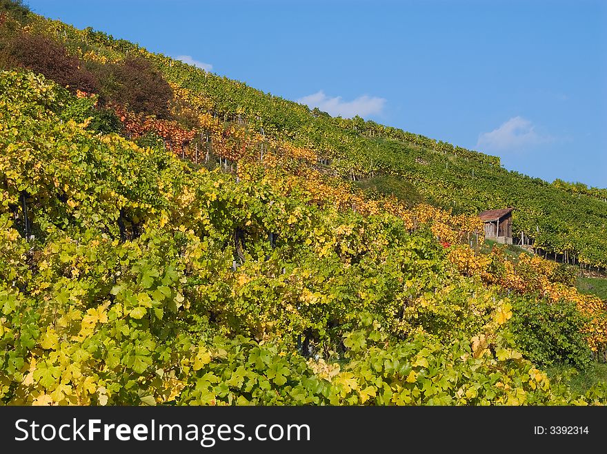 Colorful Vineyard In Austria