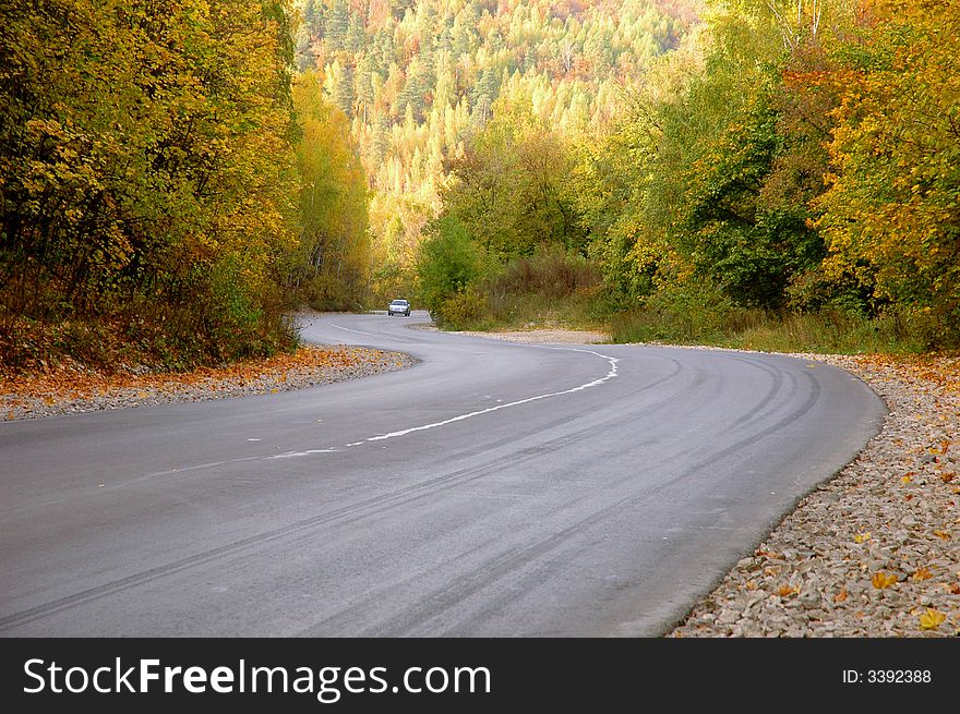 Autumn road in the forest