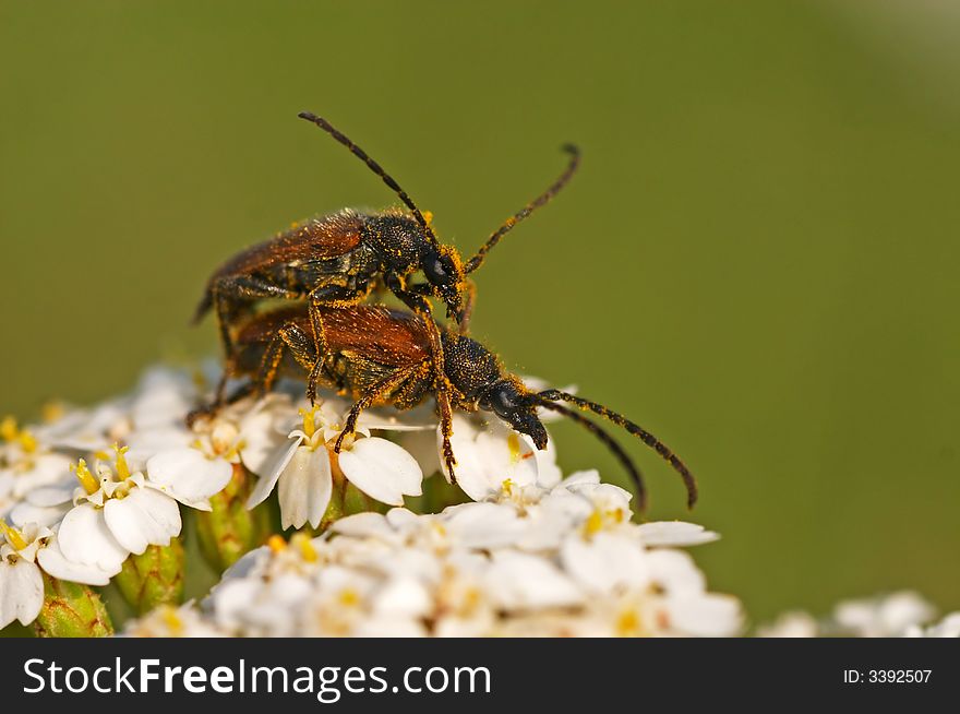 Bugs mating