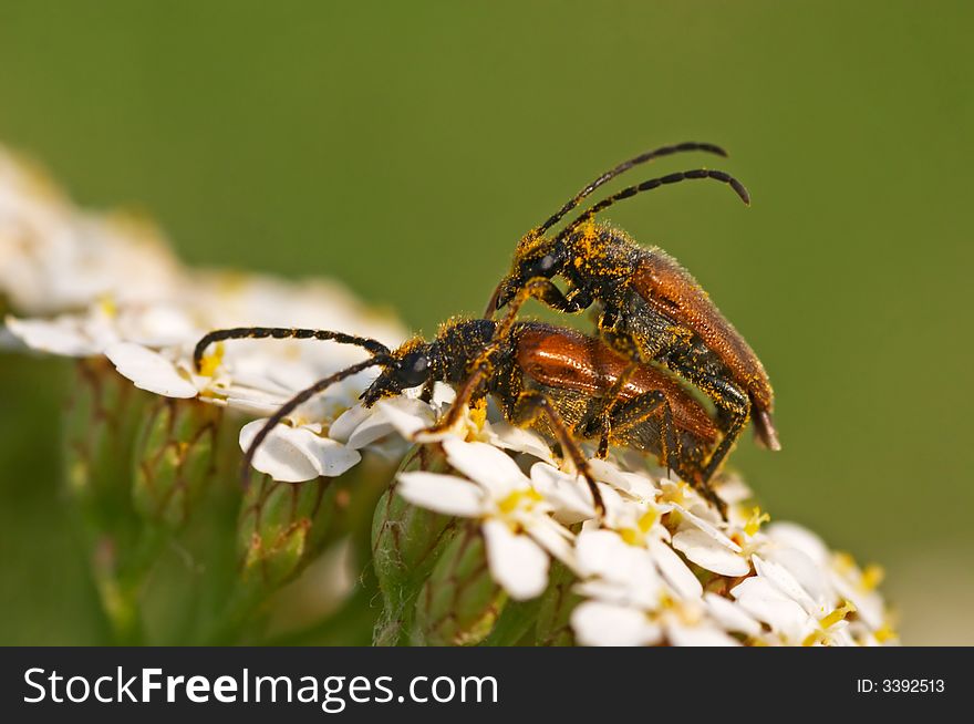 Bugs mating