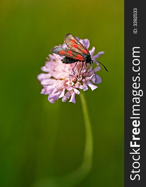 Six-spot Burnet on a flower