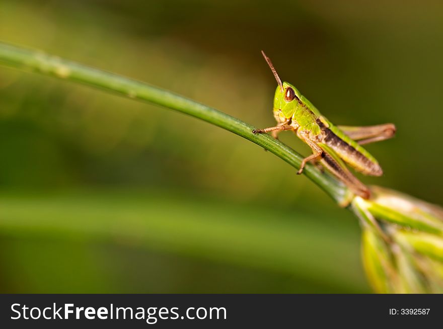 Grasshopper sitting on a blade closeup
