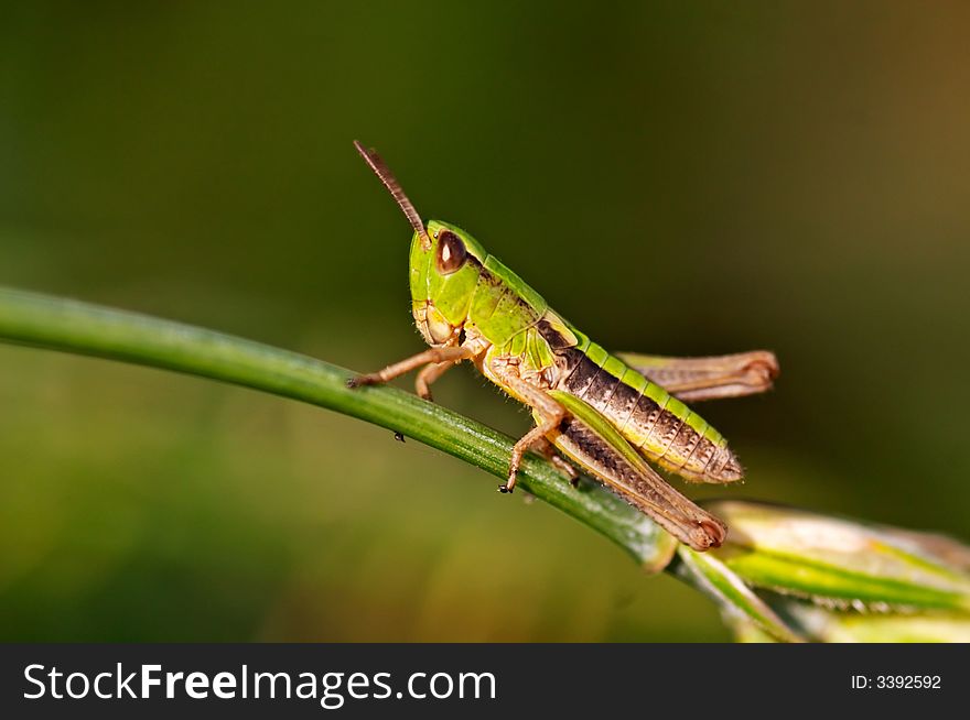 Grasshopper sitting on a blade closeup