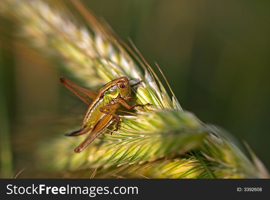 Big grasshopper on a corn