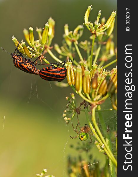 Red Striped Shield Bugs