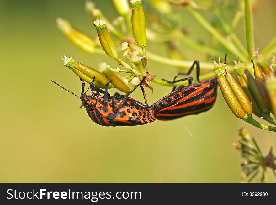 Red Striped Shield Bugs